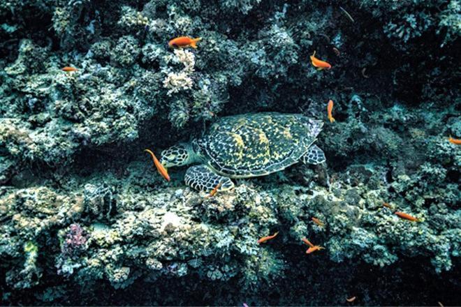 Unwind Dhigurah Hotel Dhigurah  Eksteriør billede